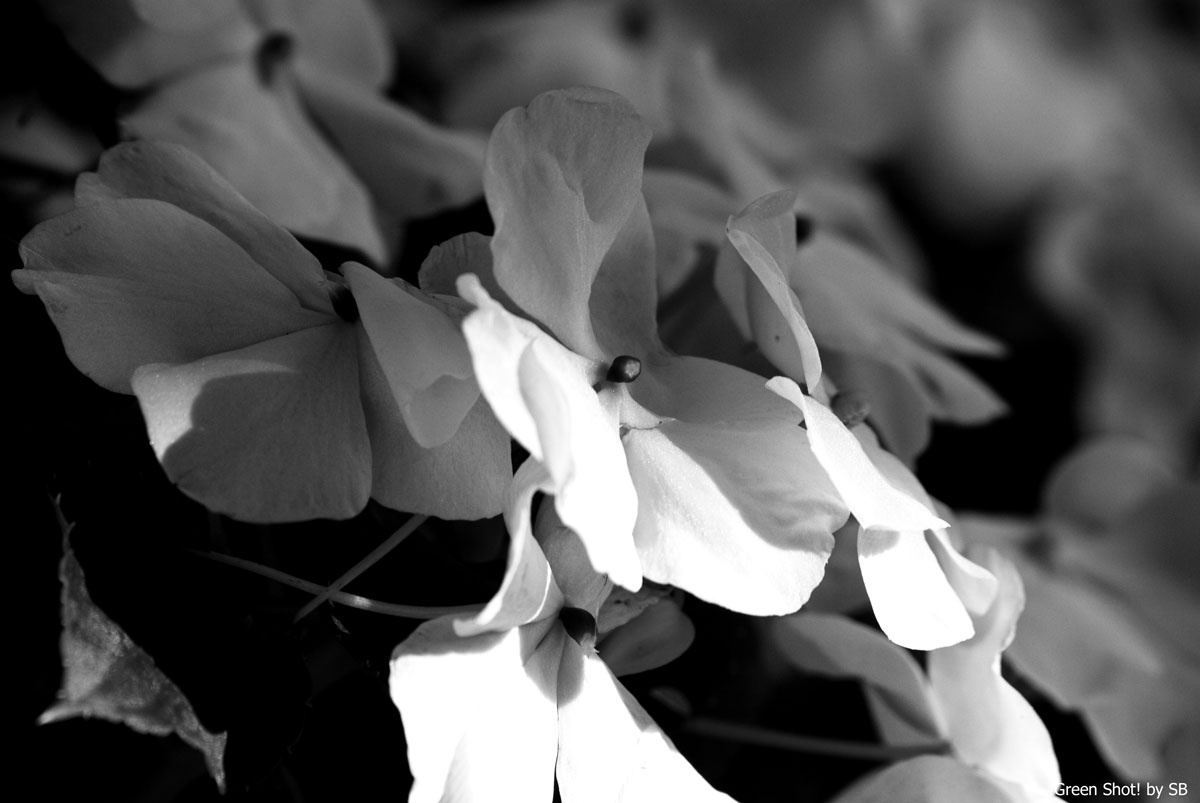 [Giardino-09272009_014.jpg]