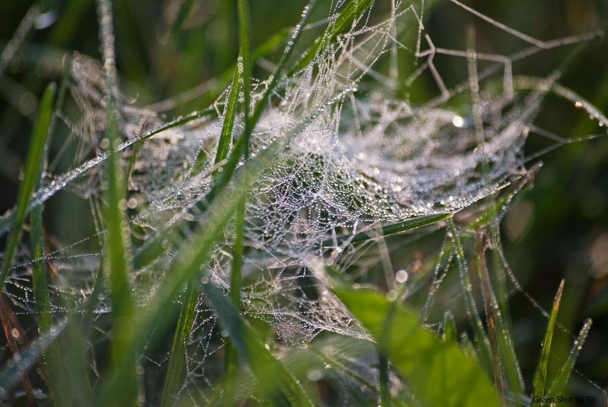 [Parco-di-Monza-10042009_060.jpg]