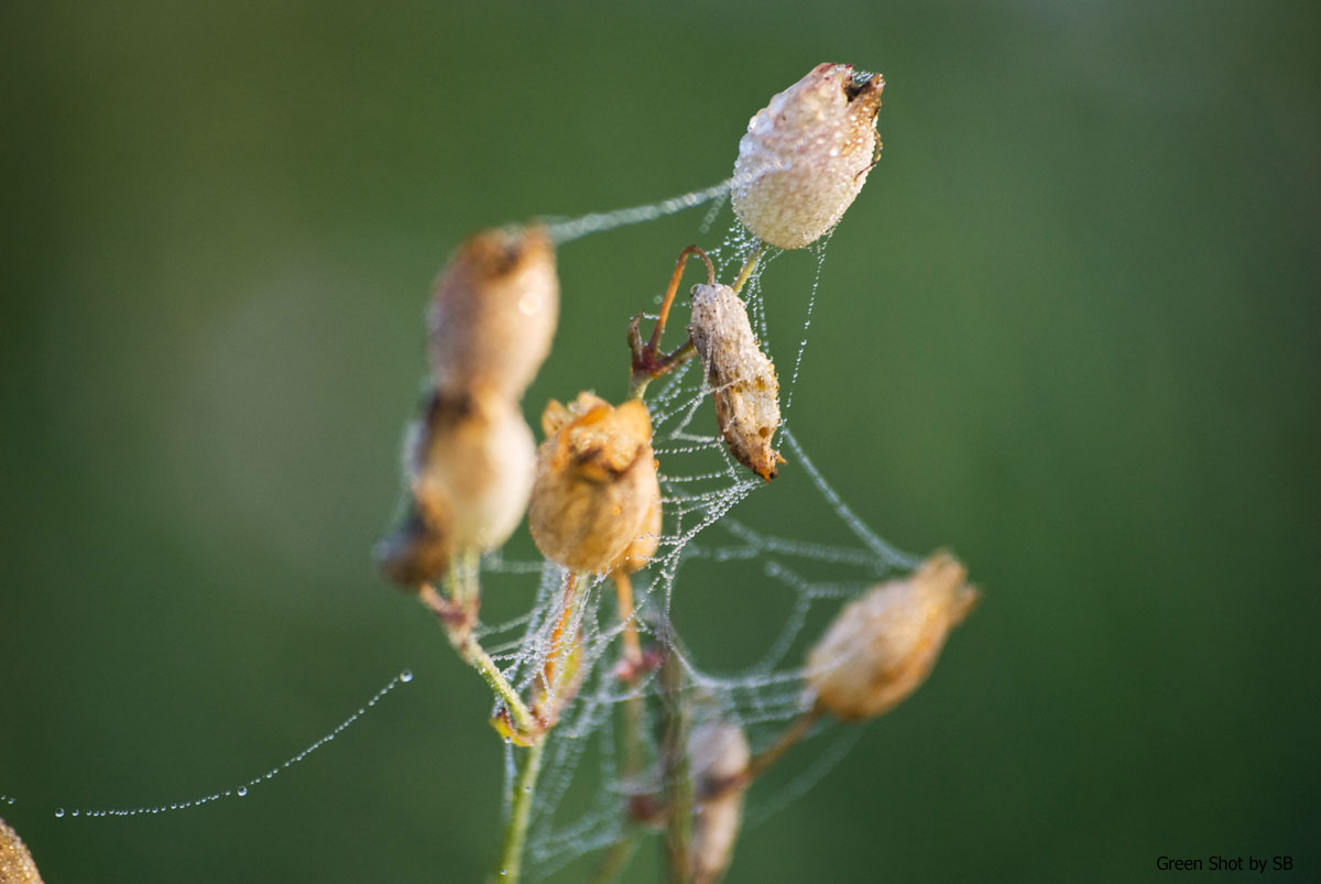 [Parco-di-Monza-10042009_048.jpg]