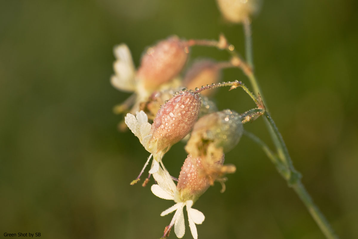[Parco-di-Monza-10042009_042.jpg]