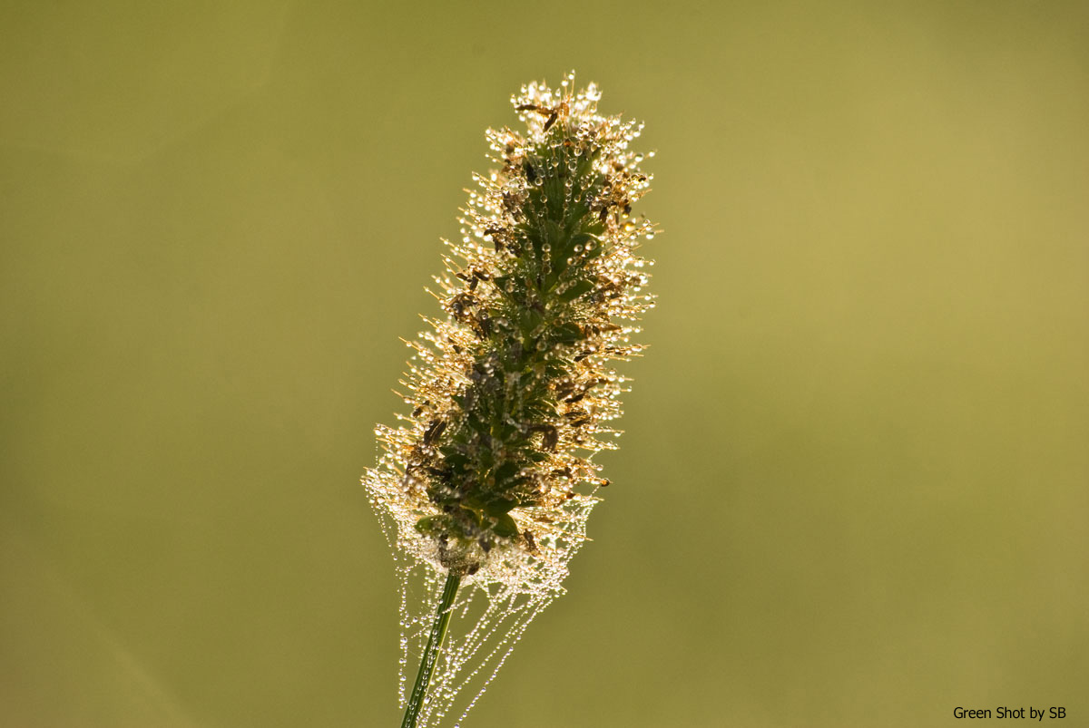 [Parco-di-Monza-10042009_058.jpg]