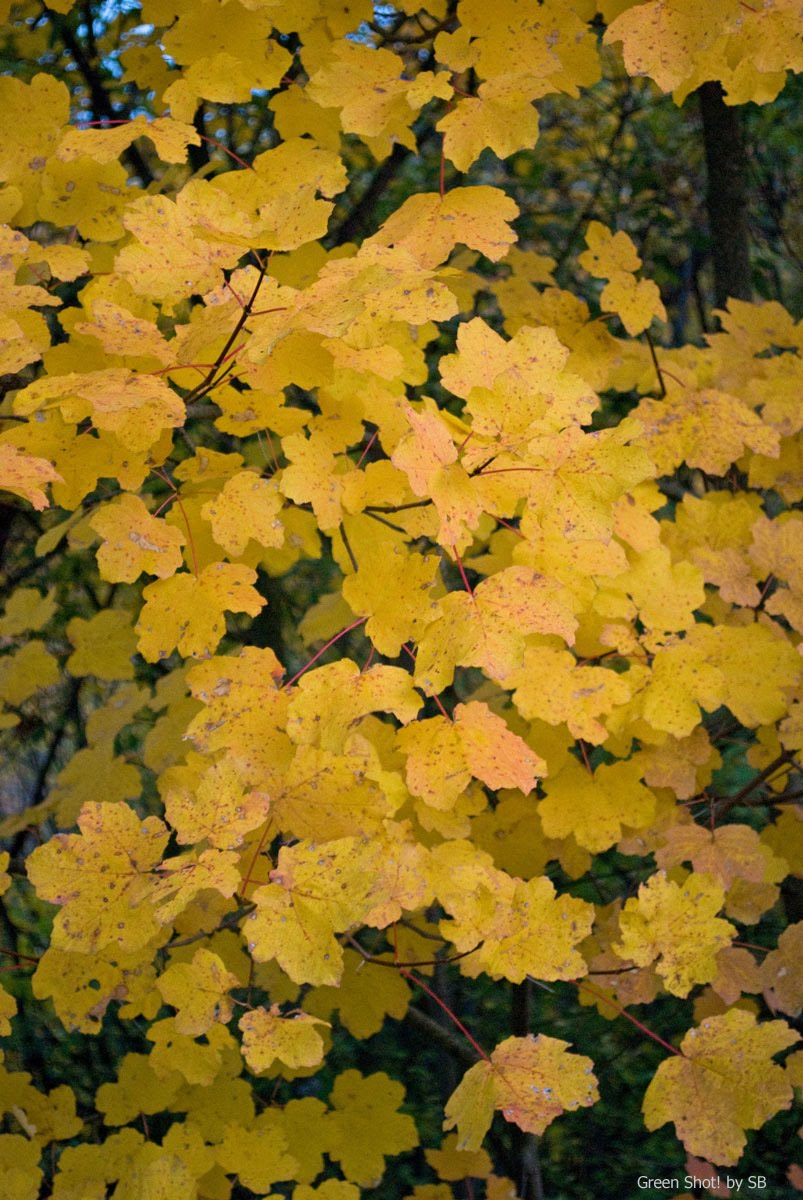 [Parcellara-10312009_078.jpg]