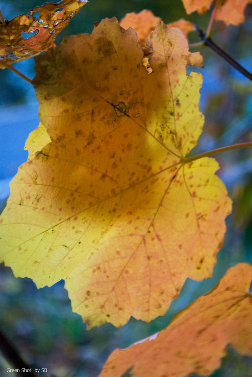 [Parcellara-10312009_072.jpg]