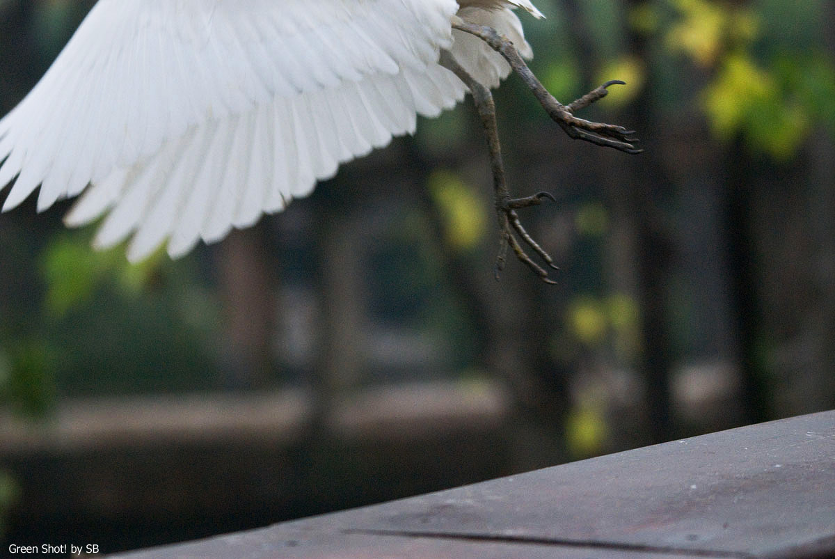 [Le-Cornelle11152009_067.jpg]