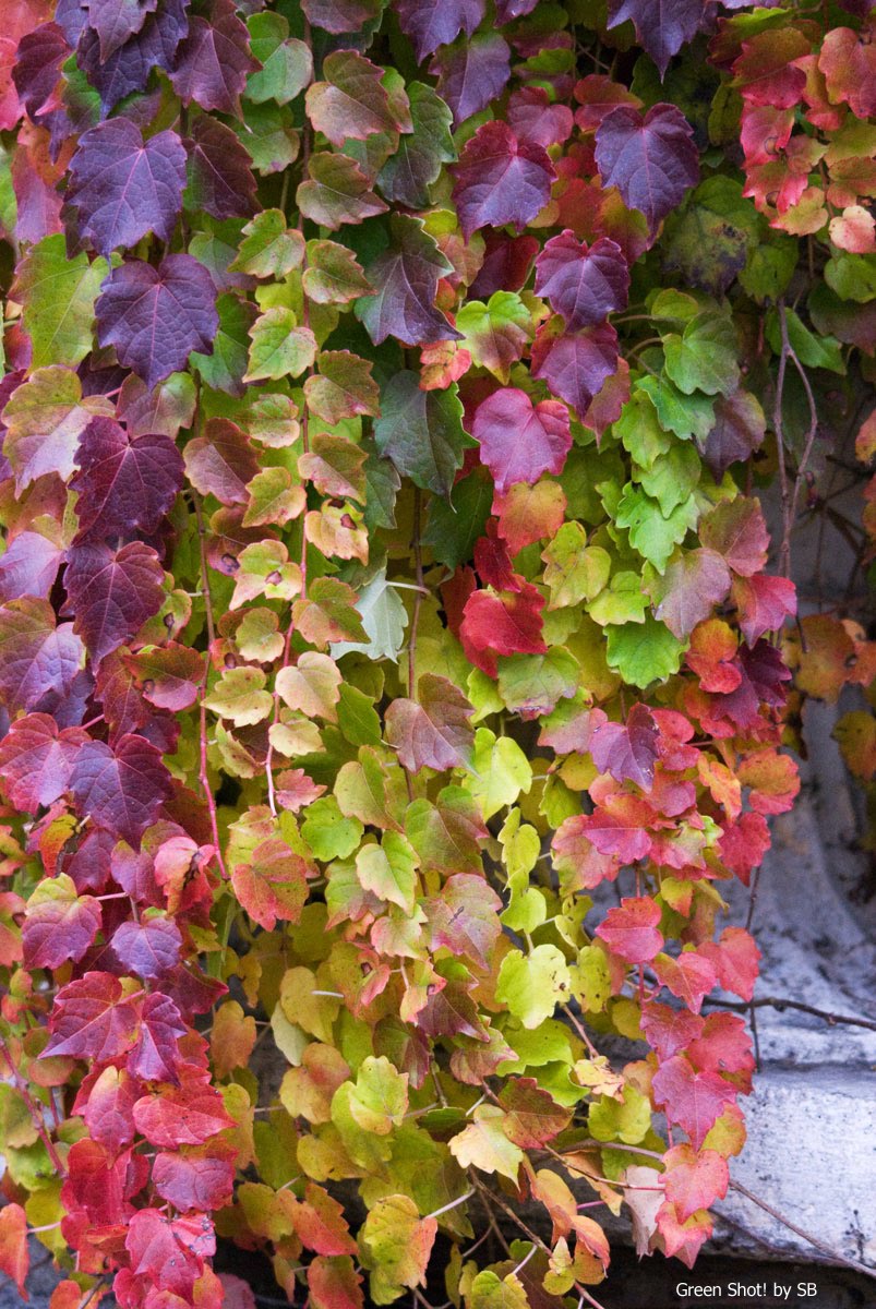 [Le-Cornelle11152009_105.jpg]