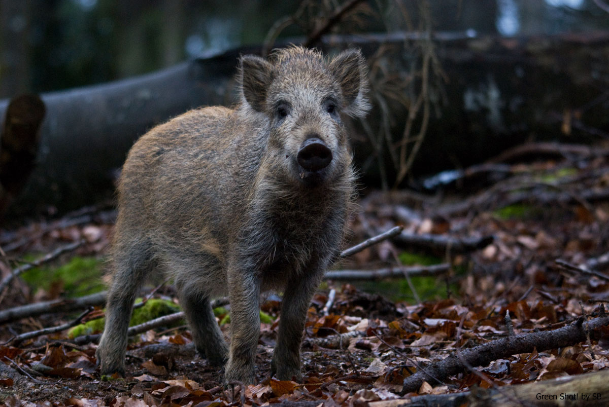 [Bayerischer-061209_04.jpg]