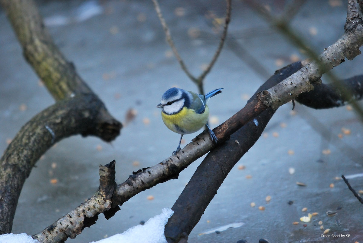 [Le-Foppe_063_291209.jpg]