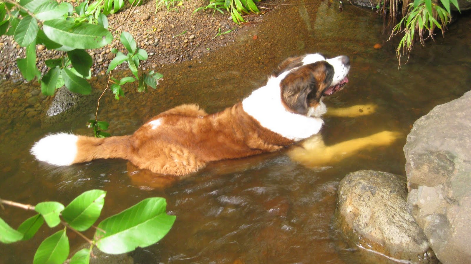 Where is Dave Wu Waiomao Stream Trail / Waimao Falls Trail