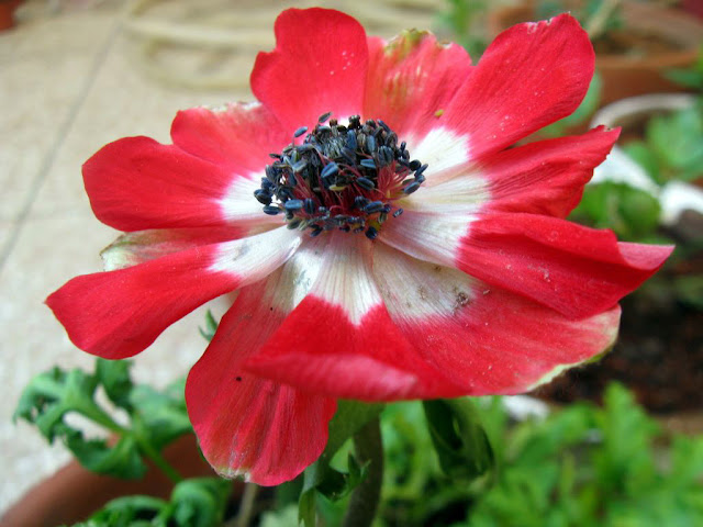 red anemone coronaria