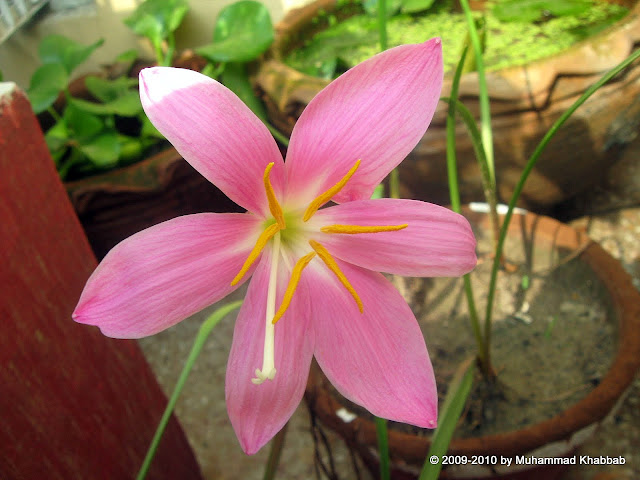 zephyranthes grandiflora pink rain lily