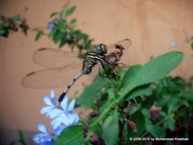dragonfly lahore