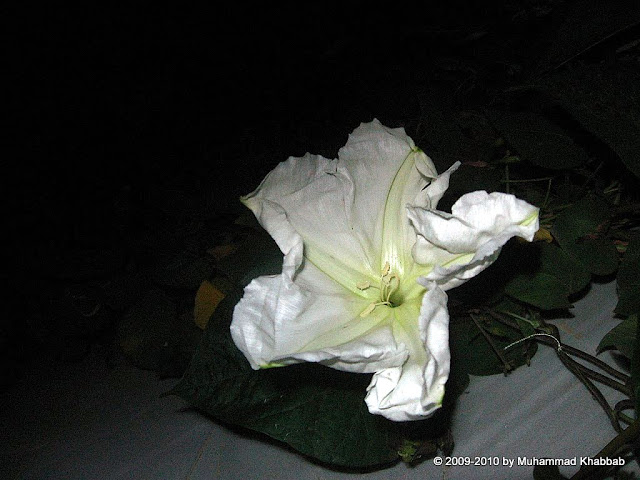 white morning glory night blooming fragrant