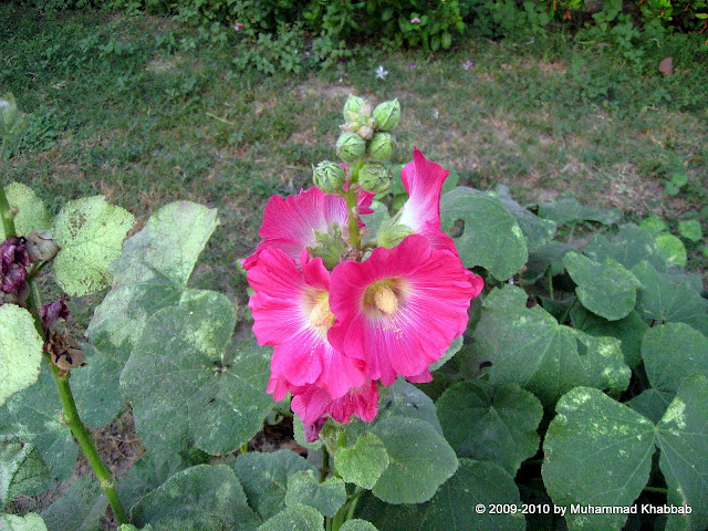 hollyhock single gul-e-khera Alcea rosea