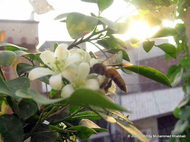 macro of bee nectar murraya flower