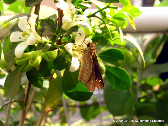 common lime butterfly nectar flower murraya paniculata