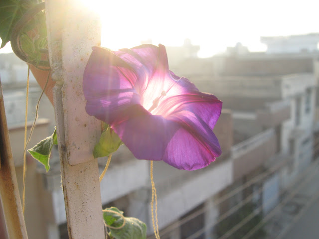 morning glory ipomoea tricolor