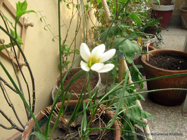 Zephyranthes candida white rainlily