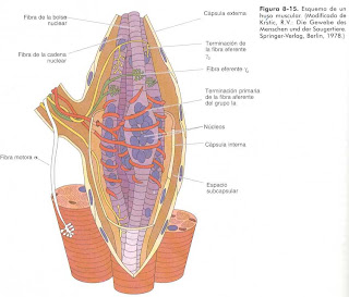 organo tendinoso de golgi ubicacion y funcion organo tendinoso de golgi ubicacion y funcion
