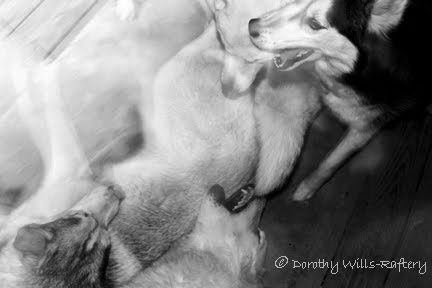 [IMG_8867BW+web+copy.jpg]