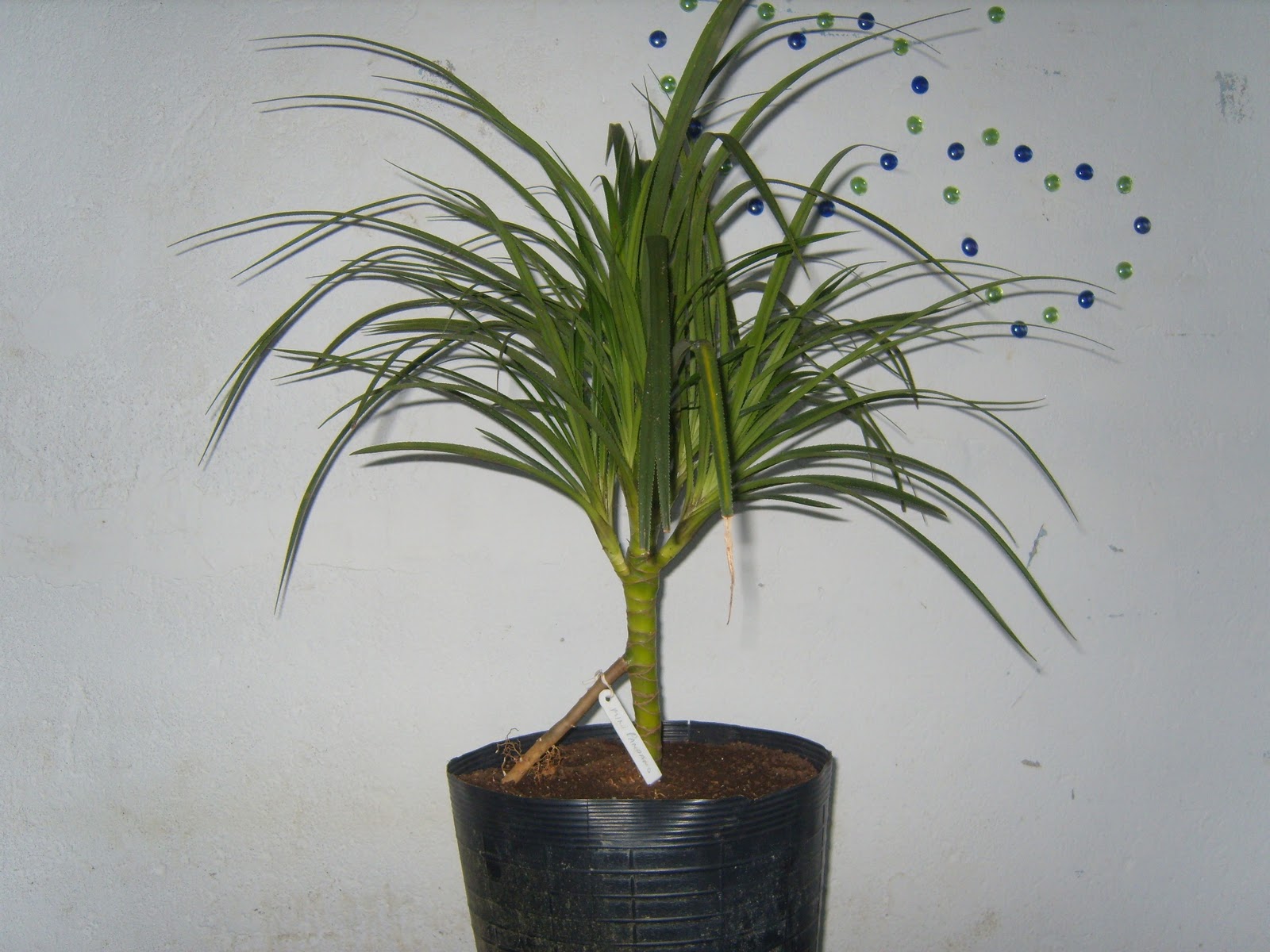 SPEMudas A Magia das Plantas Mini pandano (Pandanus racemosus)