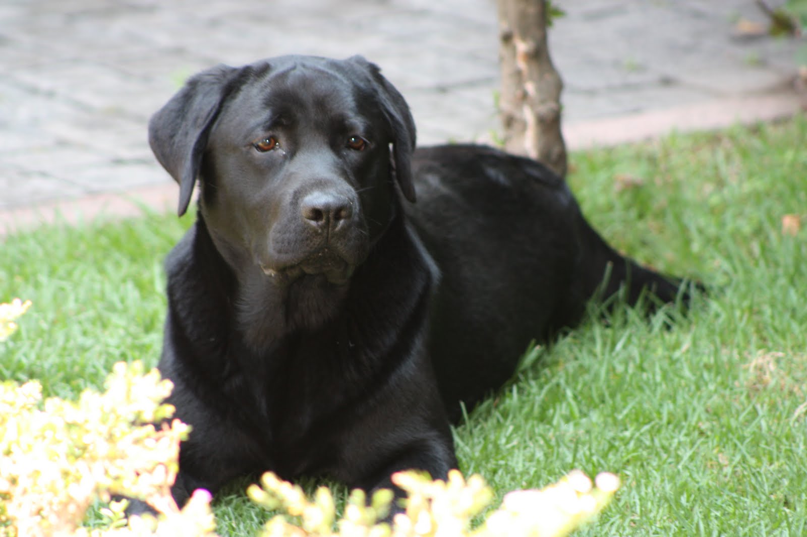 Janssen Coutinho Kennel