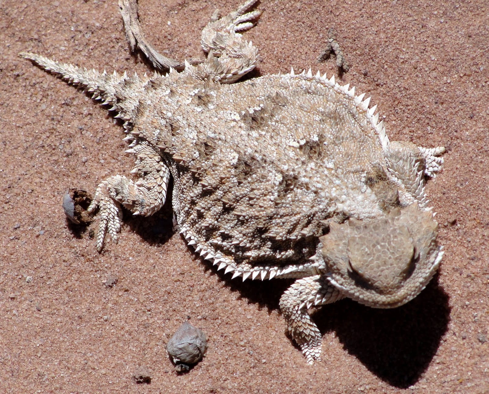 Janie and Steve, Utah Trails: Horny Toads and Winged Docks