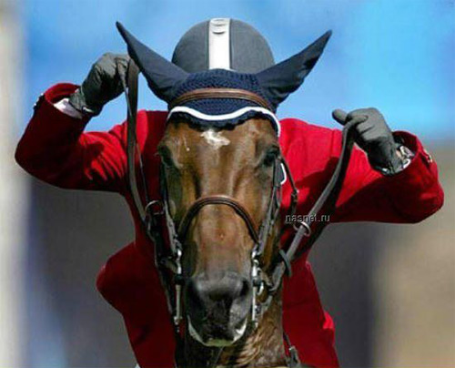 [horse.jpg]