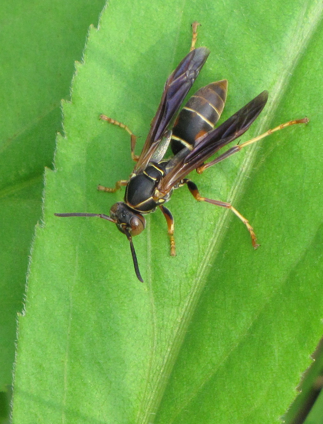 Bug Eric: Wasp Wednesday: Northern Paper Wasp