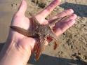 One Starfish at a Time!
