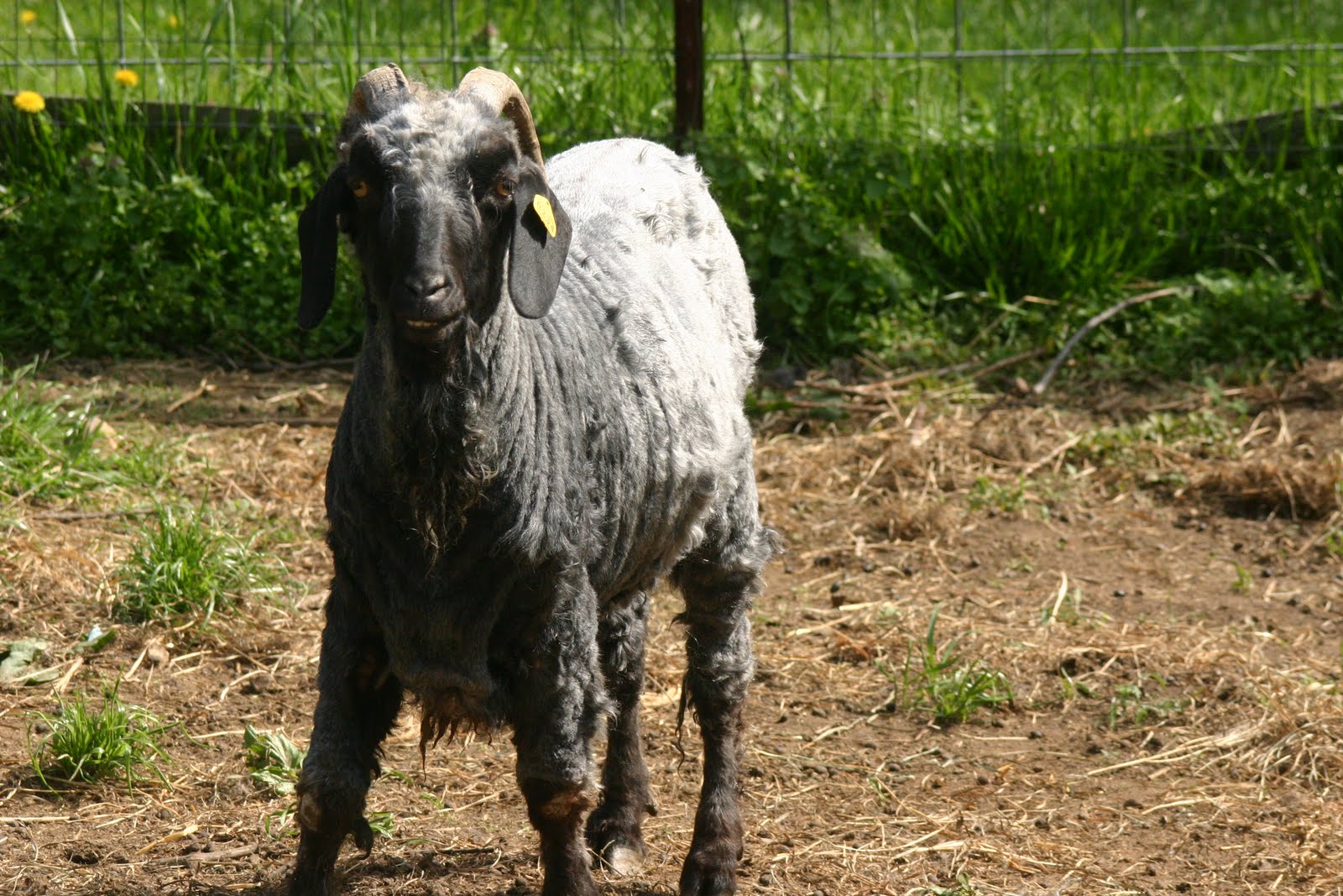 phyllis`s view Angora Goats Sheared
