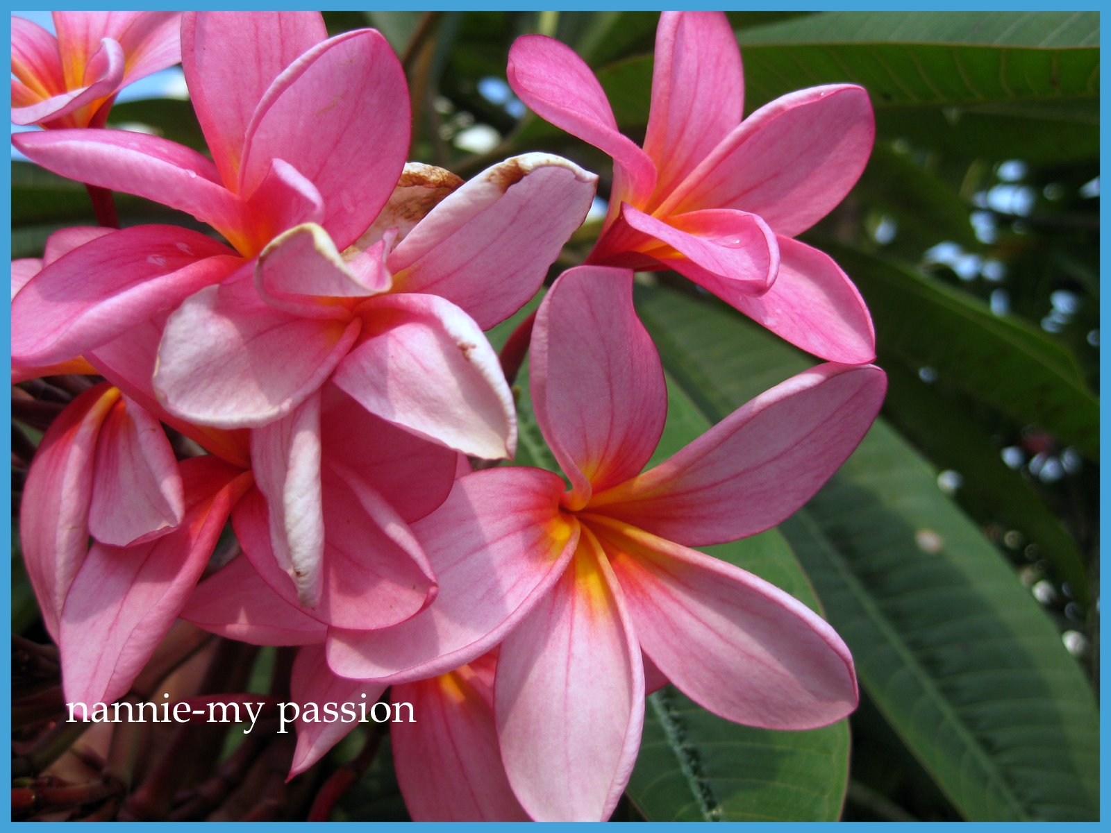 5000 Wallpaper Bunga Raya HD Terbaik 5000 Wallpaper Bunga Raya HD Terbaik