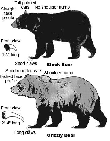 Black bear: American Black Bear Size