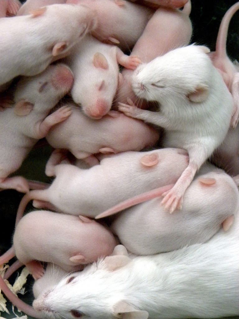 Новорожденные детеныши мыши. Новорождённые крысята.