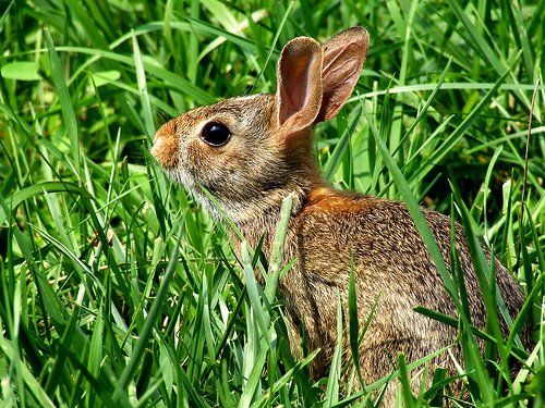 [wabbit.jpg]
