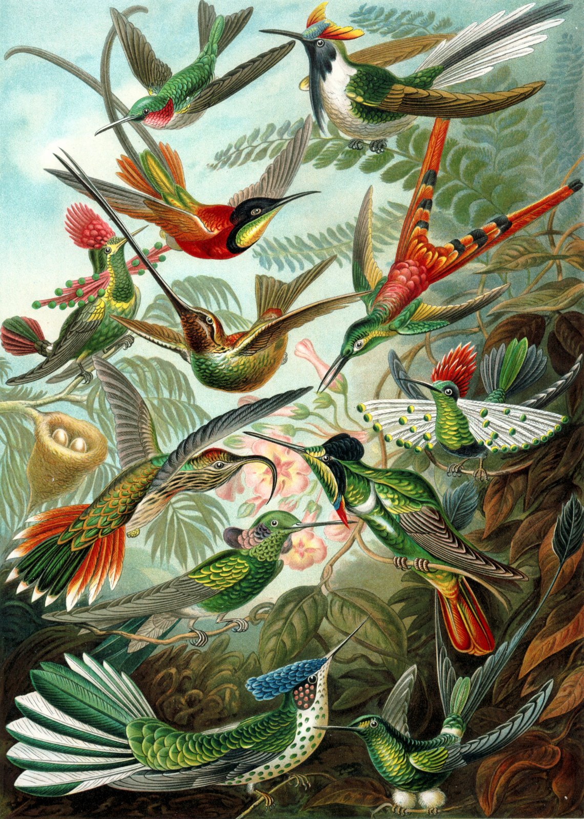 [Haeckel_Trochilidae.jpg]
