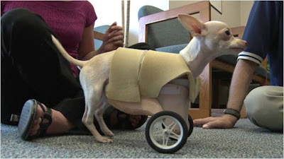 dog+wheels+no+front+legs.jpg