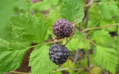 Blackcap Raspberry | Langdon Cook