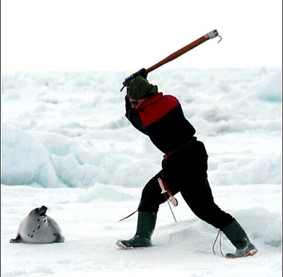 baby+seal+hero.jpg