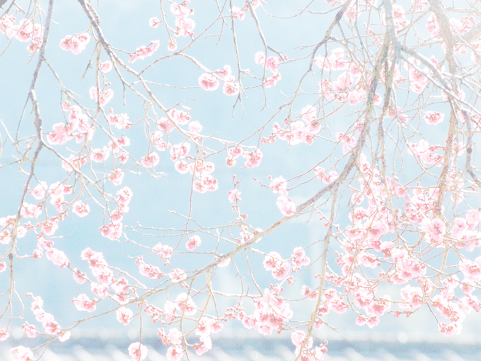 Ume Raja Toko Wanitaku: Plum Balls Jepang