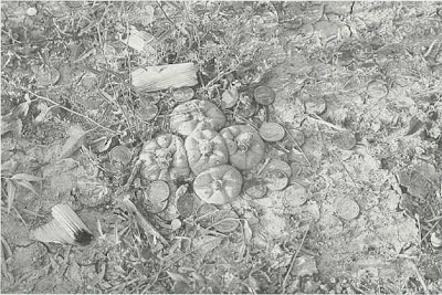 Fig. 4 - Peyote growing in the garden of Amada Cardenas. Note the coins and corn-husk cigarette butts that have been left as 'offerings.'