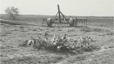 Fig. 11 - Root-plow (note man standing beside it), with Opuntia engelmannii in the foreground and the newly cleared area behind