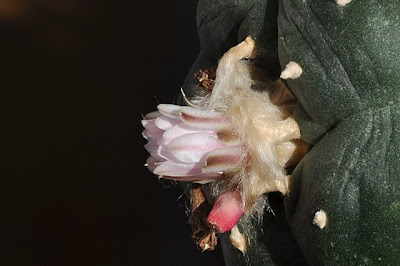 http://4.bp.blogspot.com/_02PzUaGvGU4/S9iWXKLdYbI/AAAAAAAABAM/flqvmq2boAk/s1600/lophophora_williamsii_flower_and_fruit_20100428.jpg