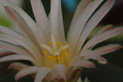 Flowering Lophophora koehresii; close-up