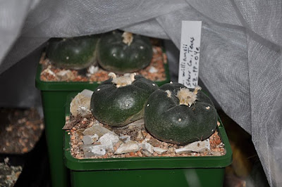 Lophophora williamsii draped in horticultural fleece