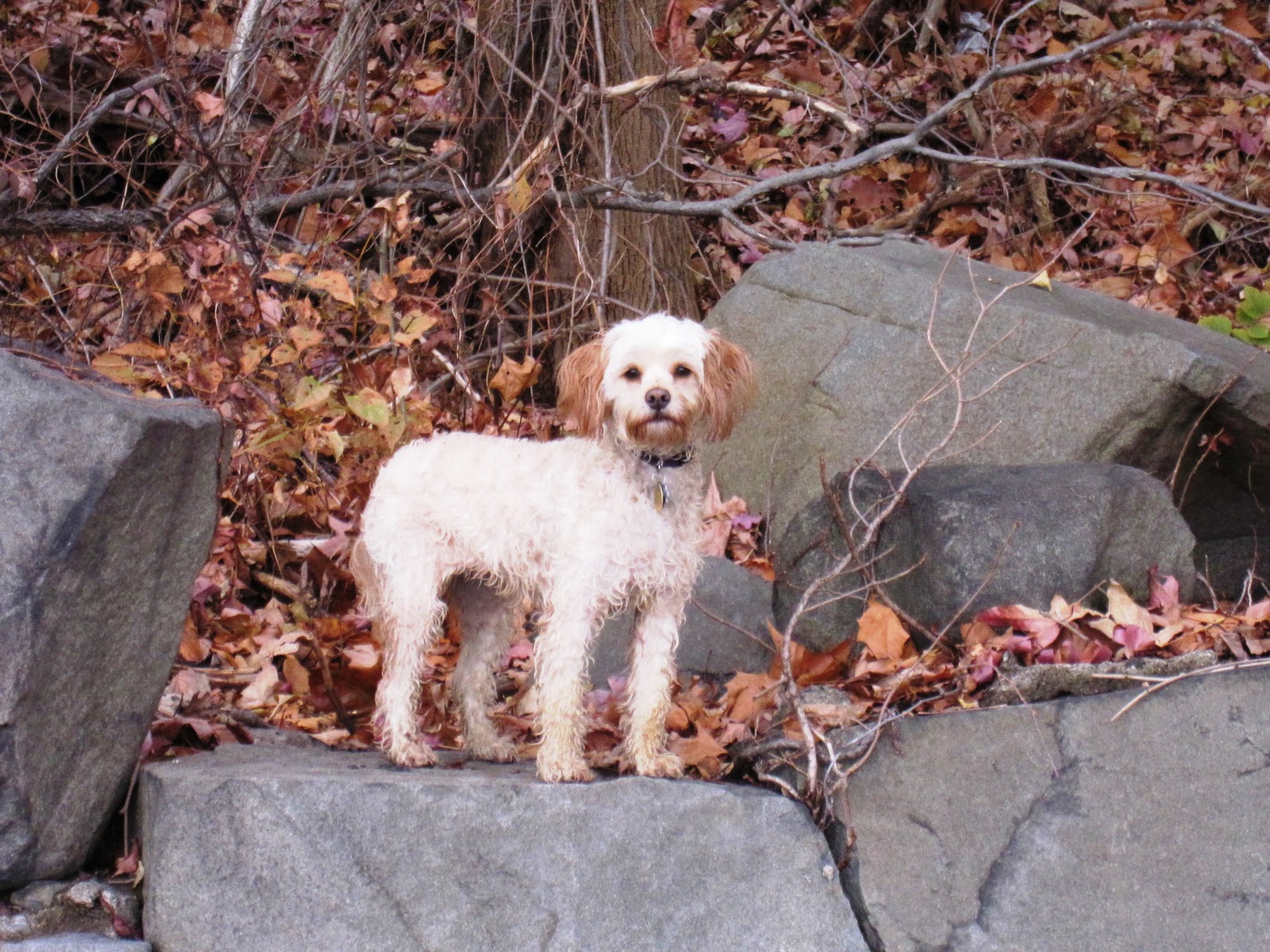 TM Gallery ginger the dog