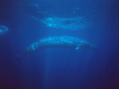 Endangered Truth: Whale Wednesday; Baby Blue Project