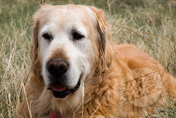 retriever golden tired shouldn too