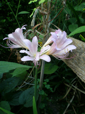 Magic Lily