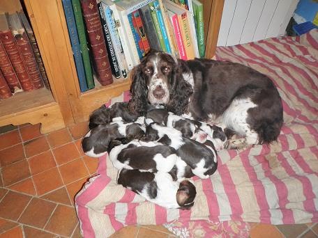 [sushi+Aya+babies.JPG]