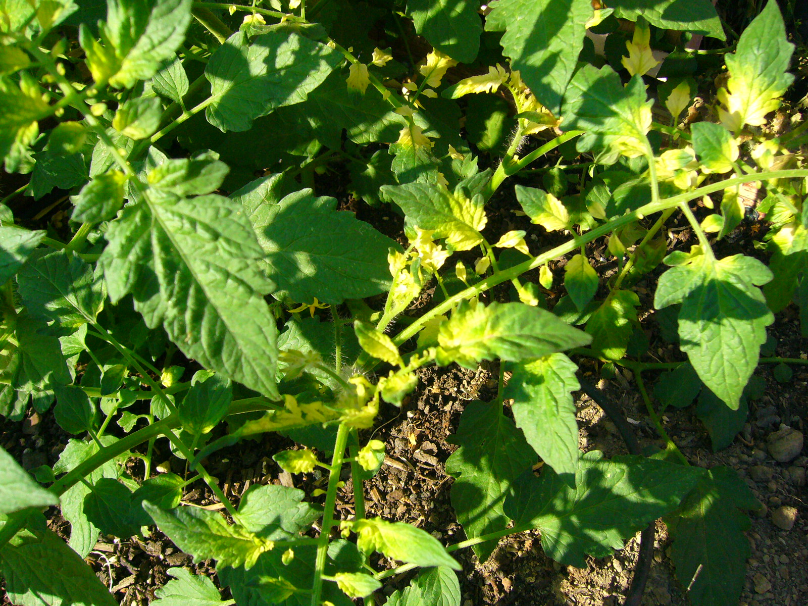 Sacramento Vegetable Gardening Three is a Beautiful Number&hellip;